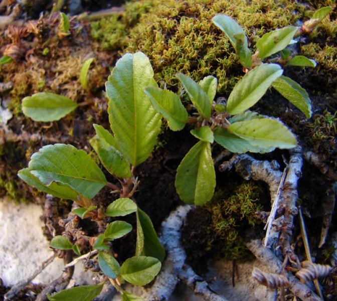 Atadinus pumilus (=Rhamnus pumila) / Ranno spaccasassi